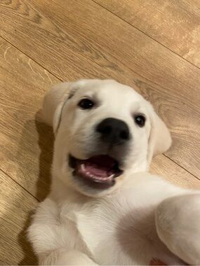 Meet your Posher, Buzzy